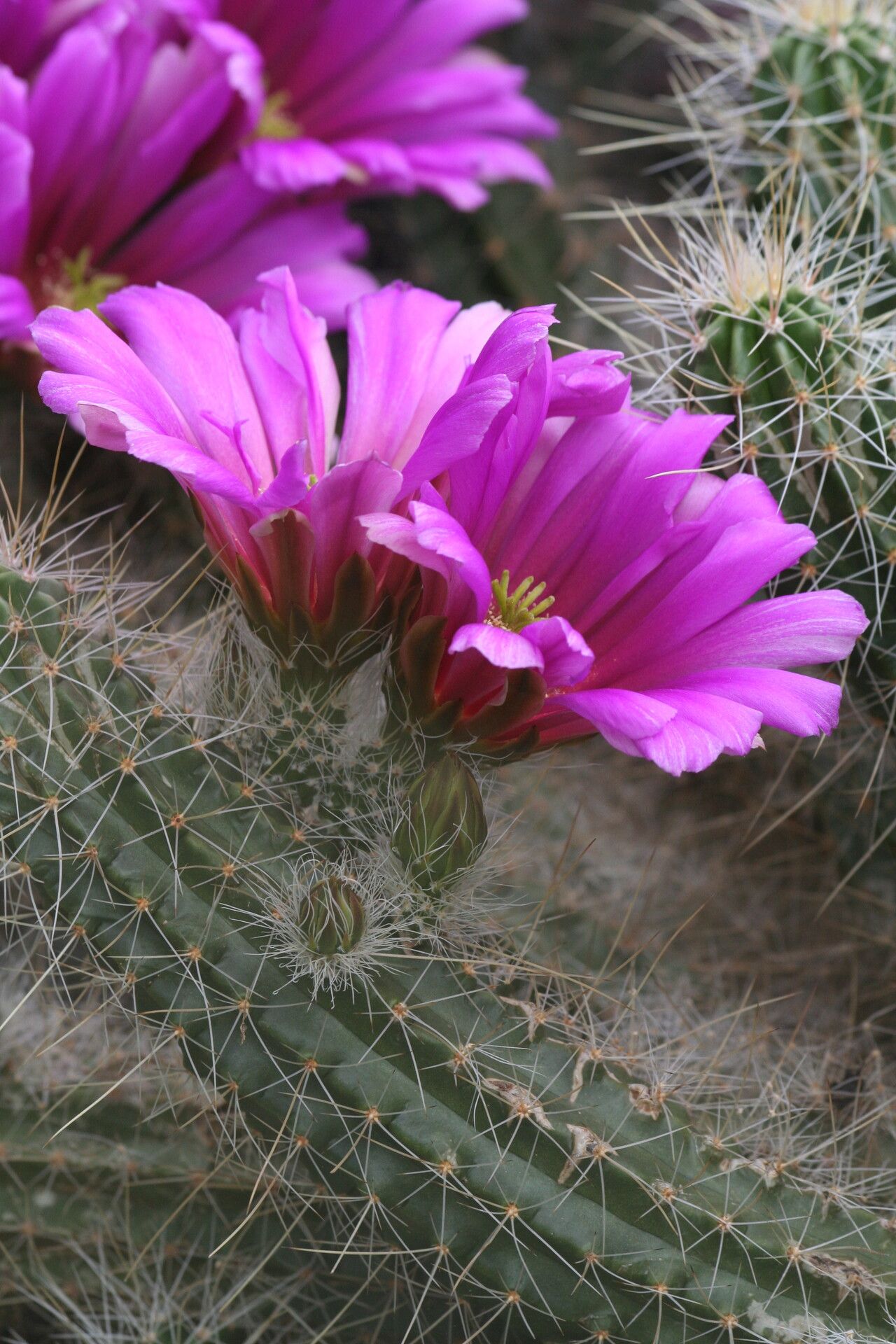 Echinocereus viereckii flower