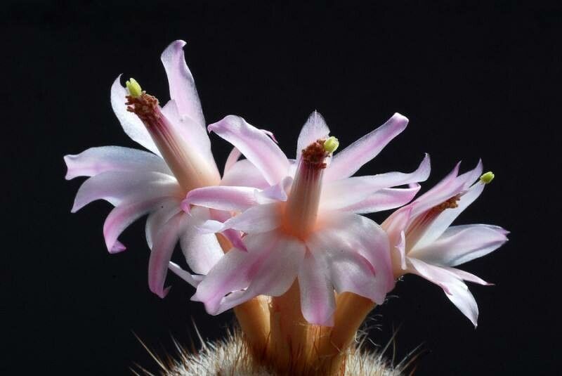 Matucana spp. — houseplant care guide