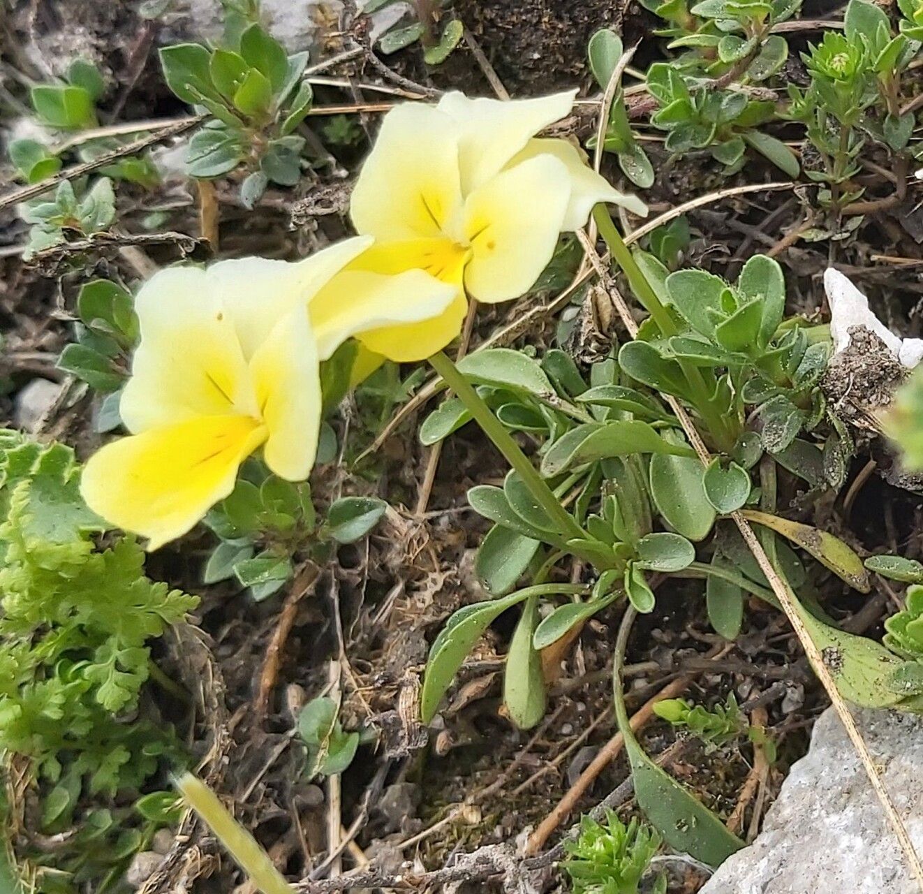 Viola perinensis — houseplant care guide