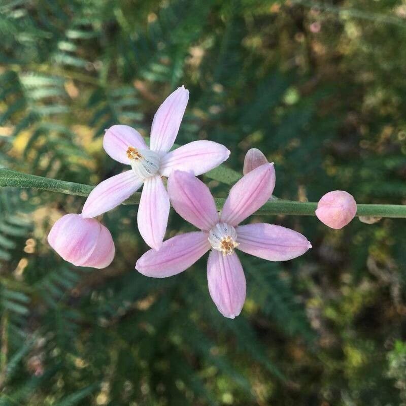 Eriostemon australasius flower