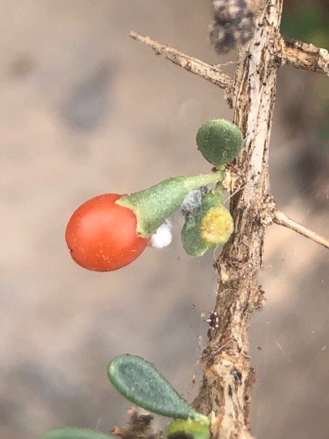 Lycium intricatum fruit