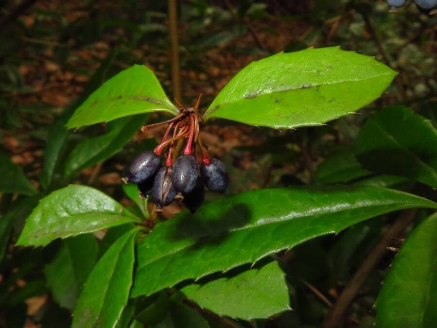Berberis julianae fruit