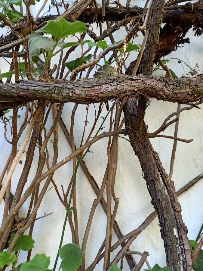 Roldana petasitis bark