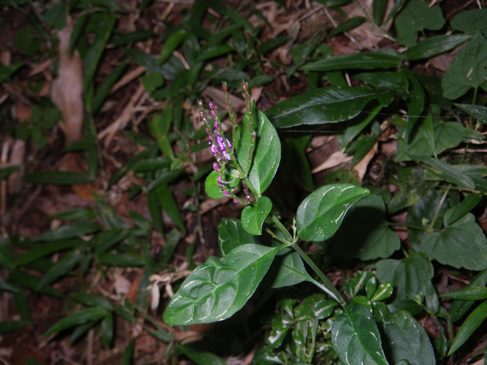 Hypoestes viguieri habit