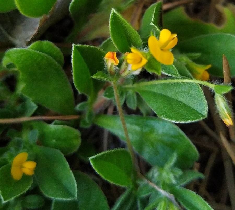 Anthyllis circinnata flower