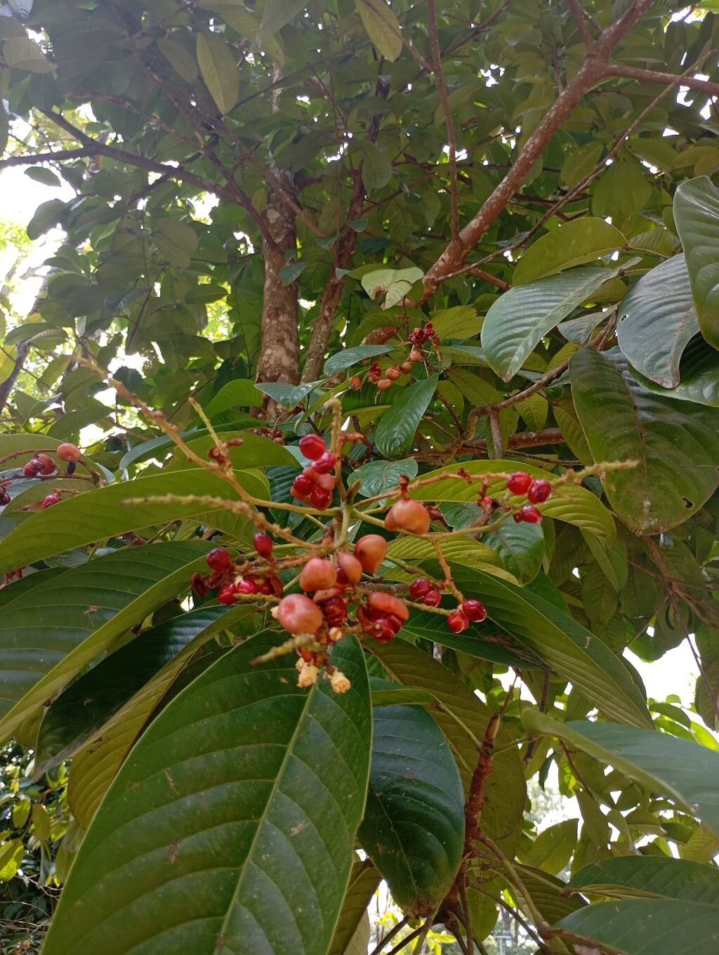 Bhesa paniculata fruit