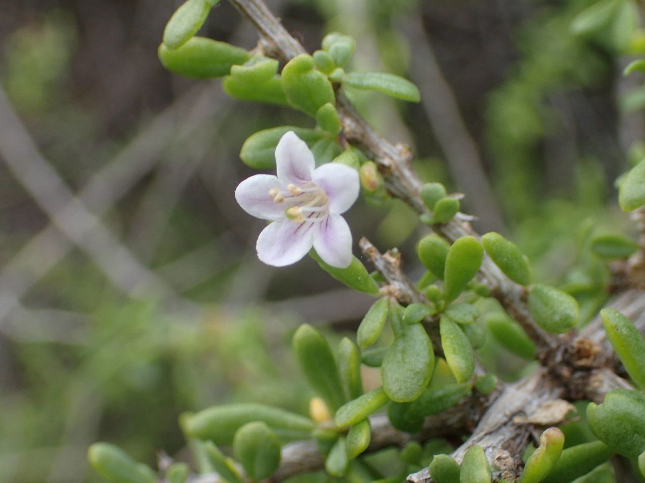 Lycium mascarenense flower