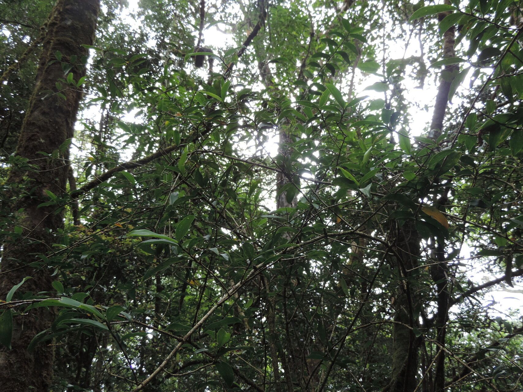 Dracaena laxissima habit