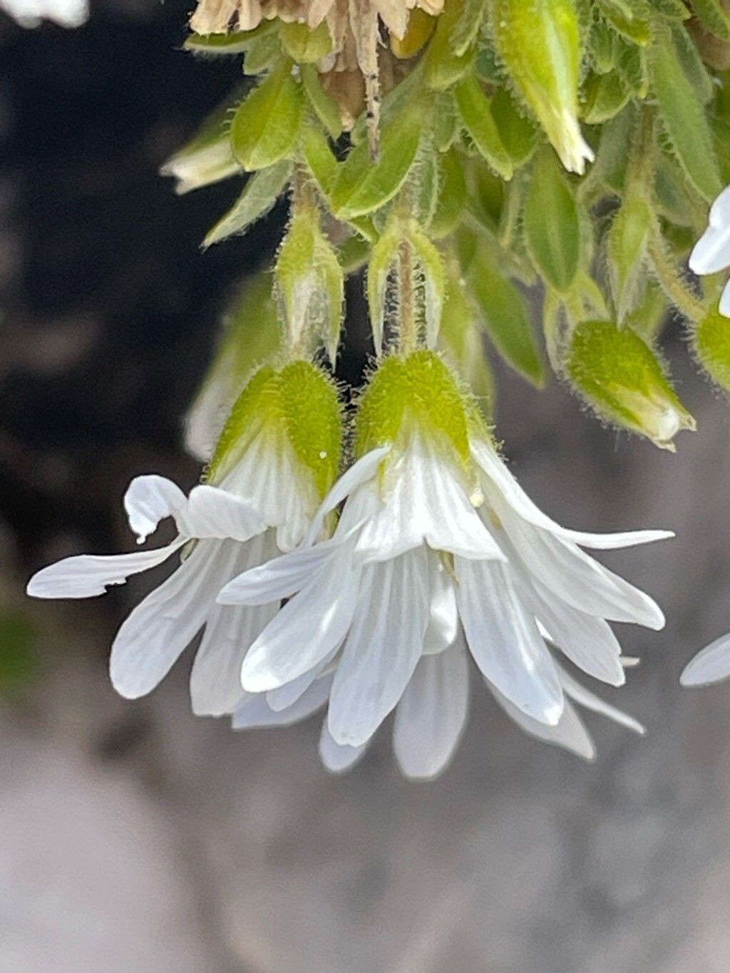 Cerastium thomasii flower