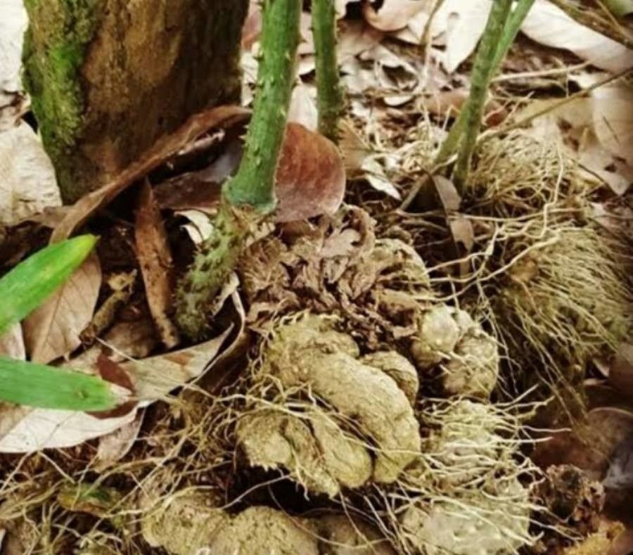Dioscorea hispida bark