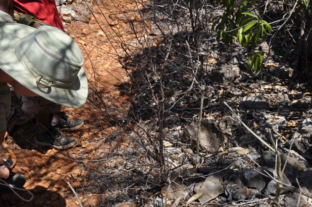 Acalypha gillespieae — houseplant care guide