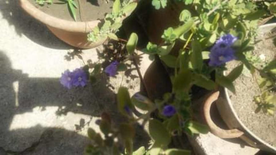 Scutellaria drummondii — houseplant care guide