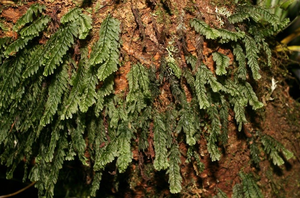 Hymenophyllum mnioides bark