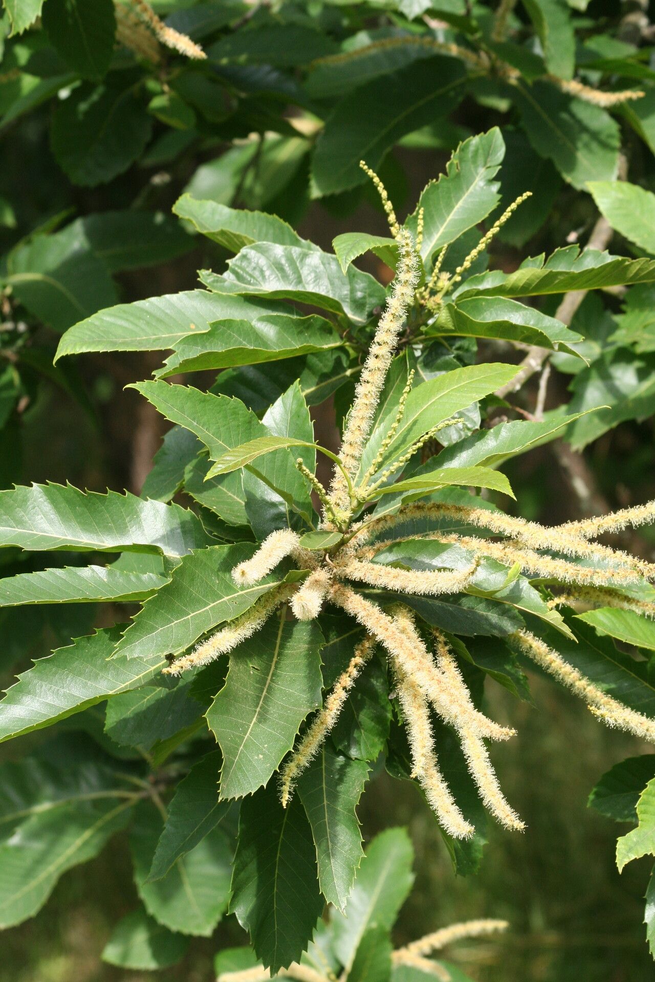 Castanea seguinii flower