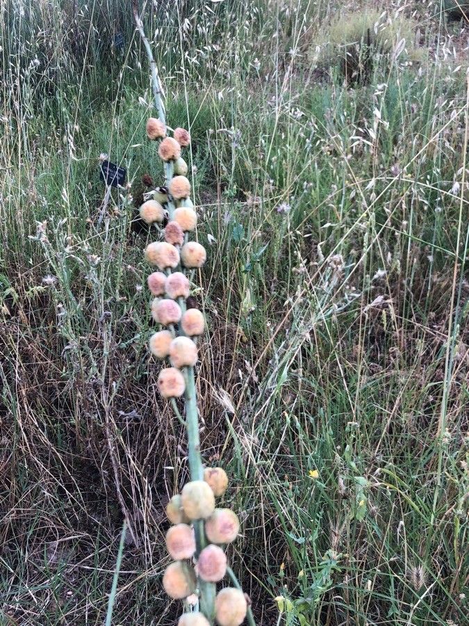 Asphodelus ramosus fruit