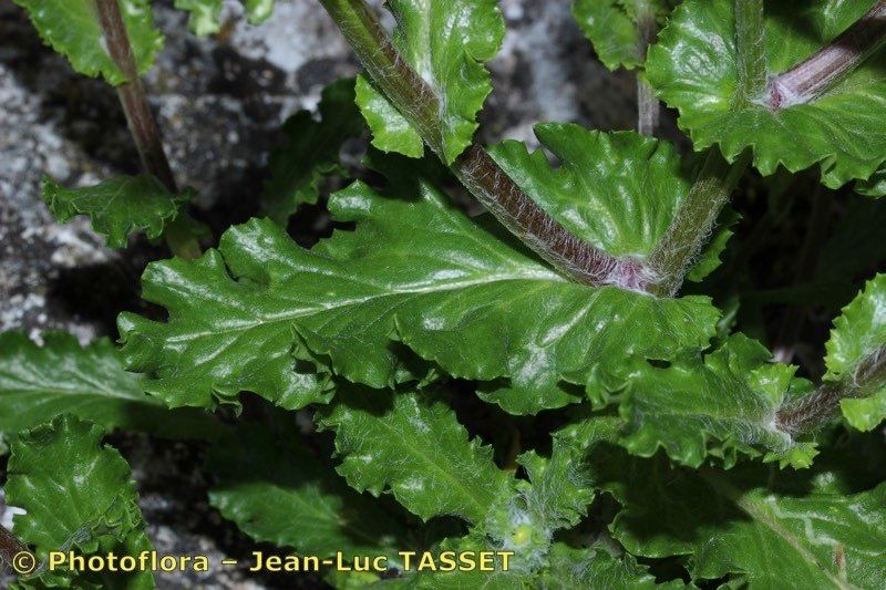 Senecio petraeus — houseplant care guide