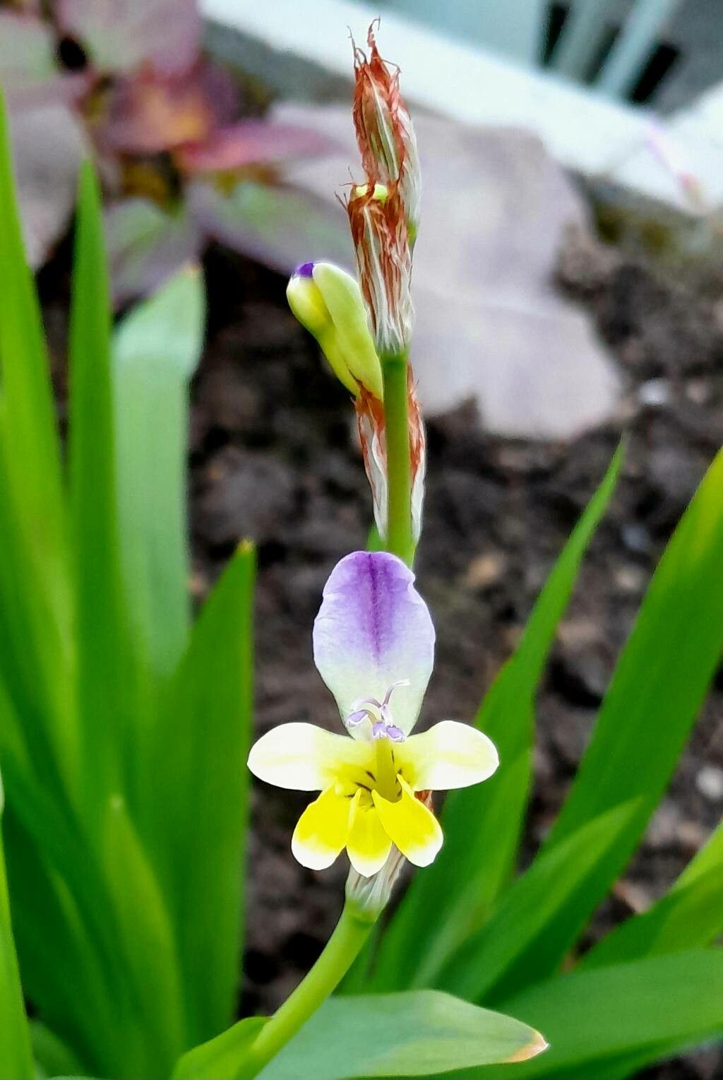 Sparaxis villosa flower