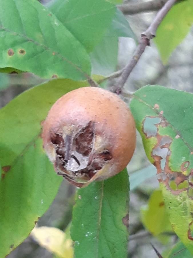 Mespilus germanica fruit