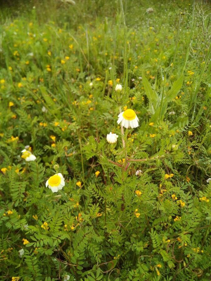 Chamaemelum fuscatum flower