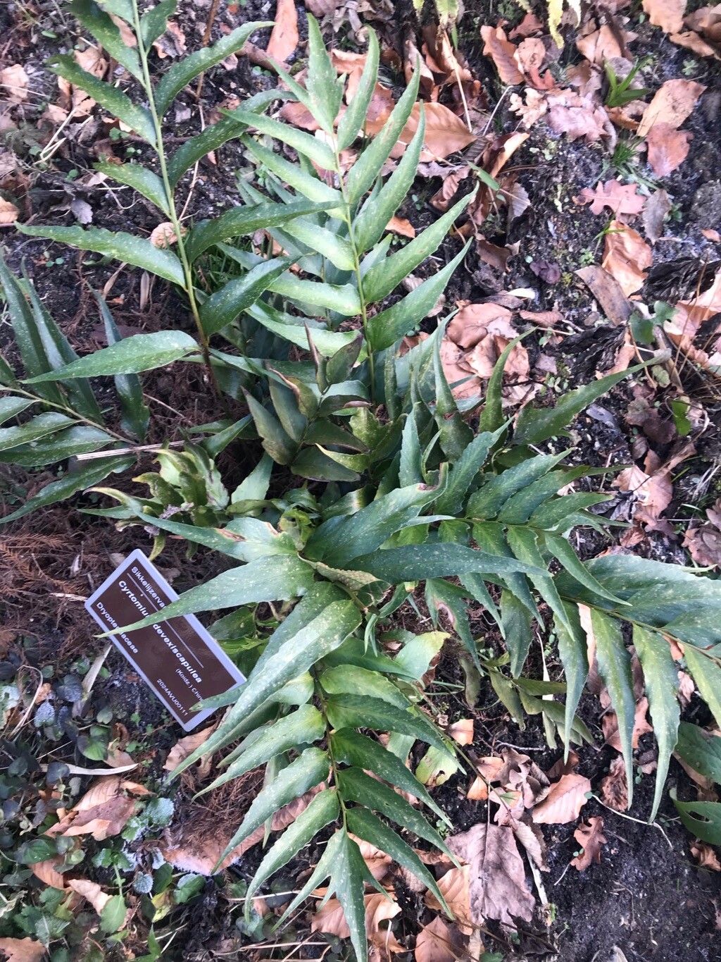 Cyrtomium devexiscapulae leaf