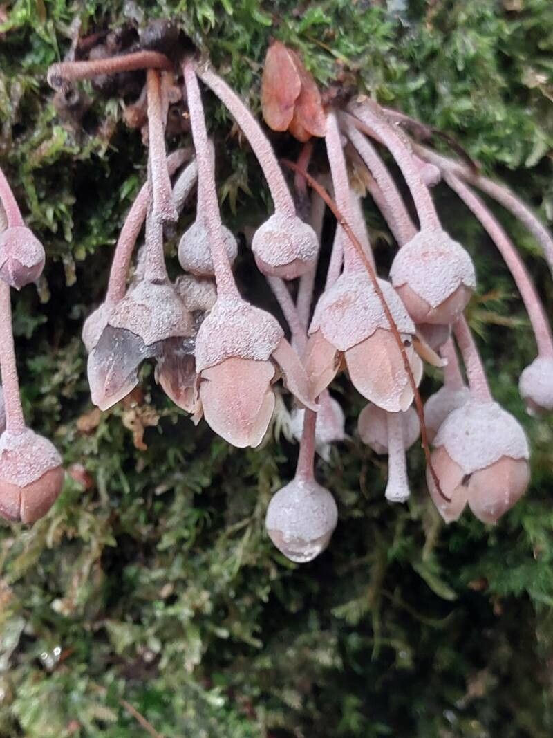 Diospyros decaryana — houseplant care guide