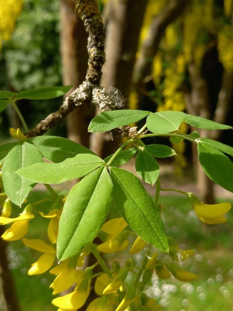 Laburnum alpinum leaf