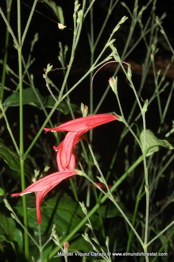 Dianthera glabra flower