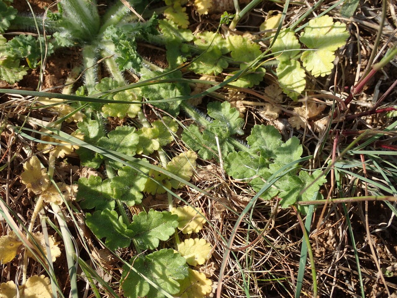 Tordylium apulum leaf