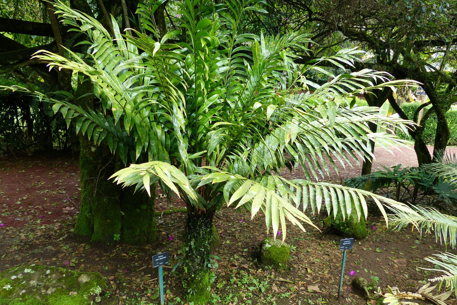Zamia elegantissima habit