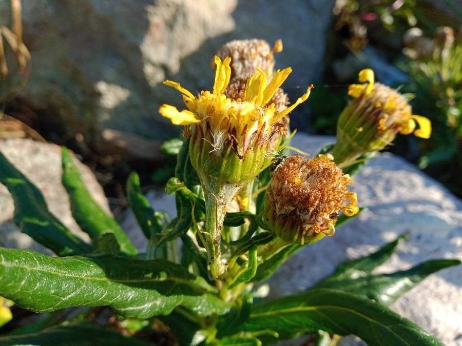 Jacobaea pseudoarnica flower