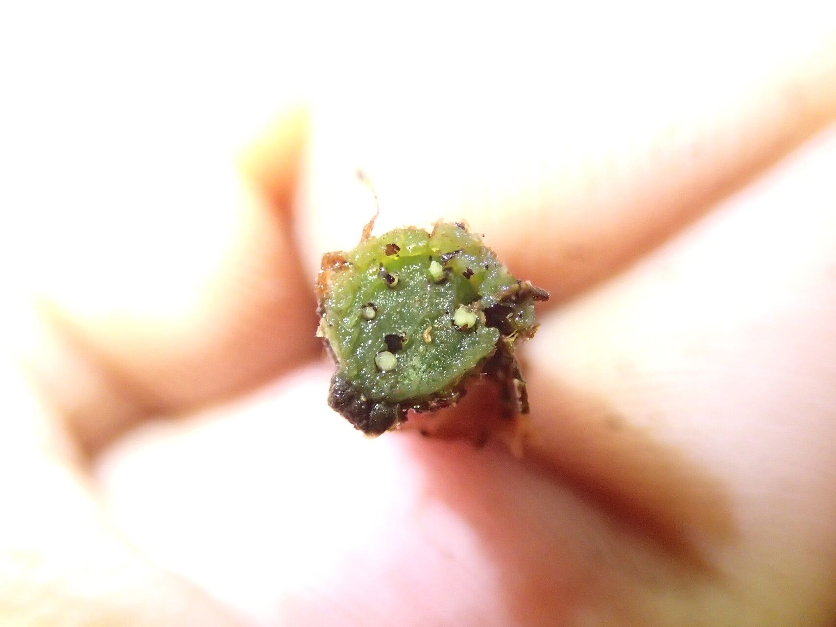 Polystichum transvaalense other