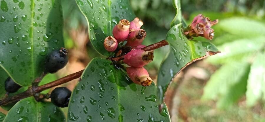 Memecylon caeruleum fruit