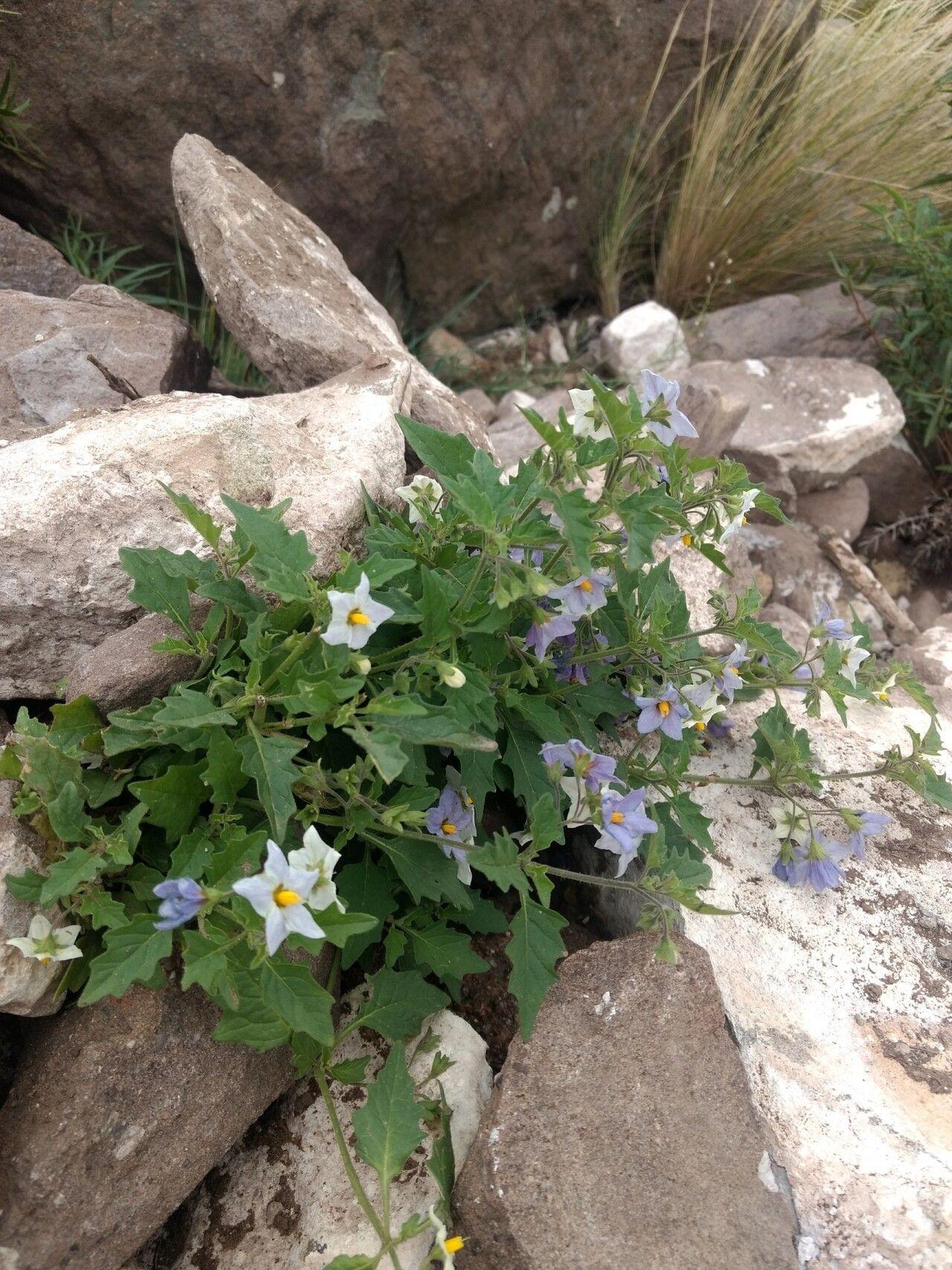 Solanum tweedieanum habit