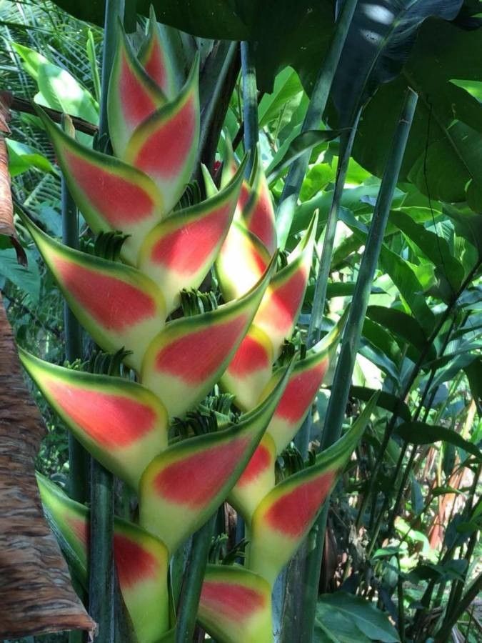 Heliconia rostrata leaf