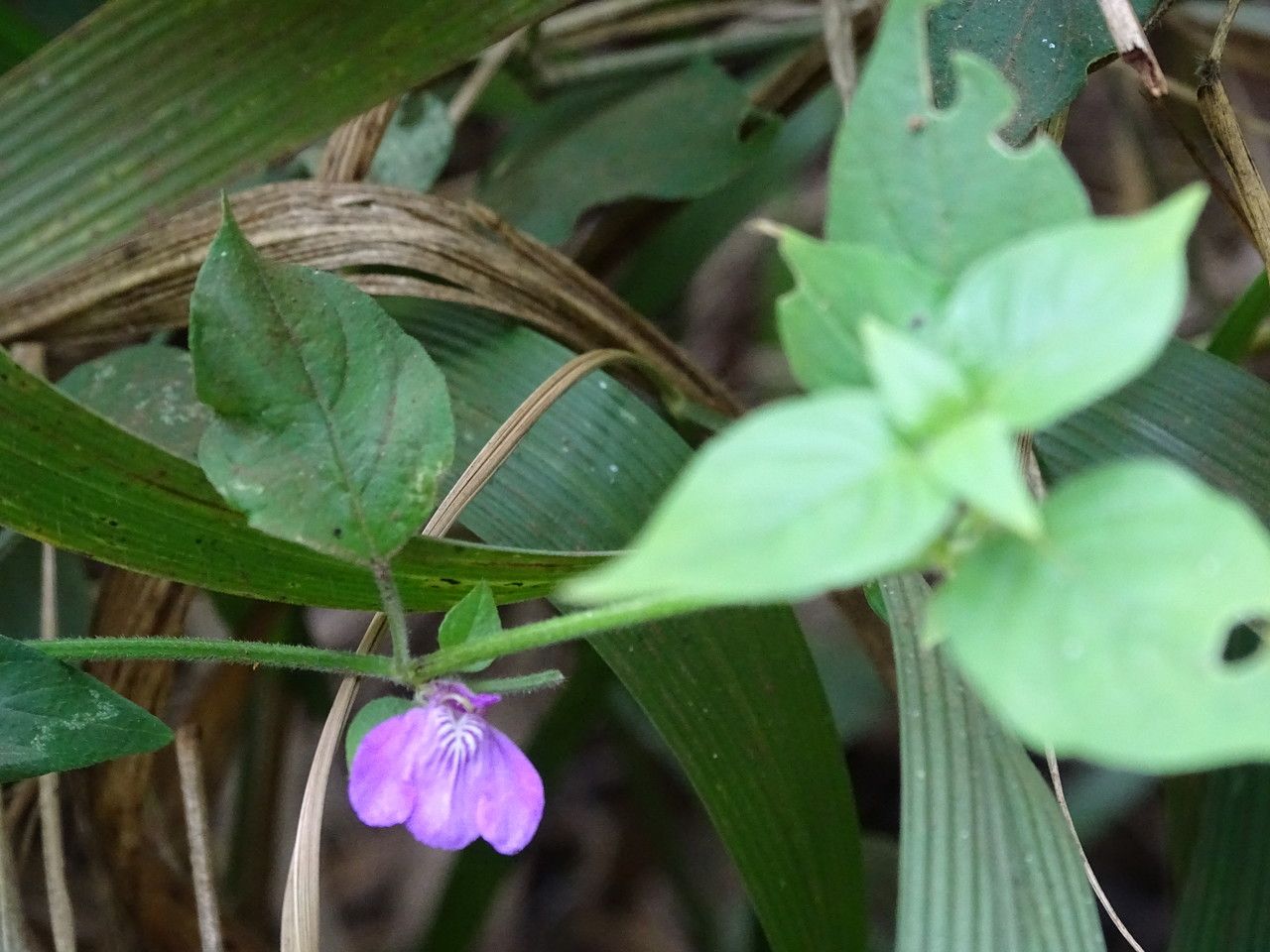 Justicia diclipteroides flower