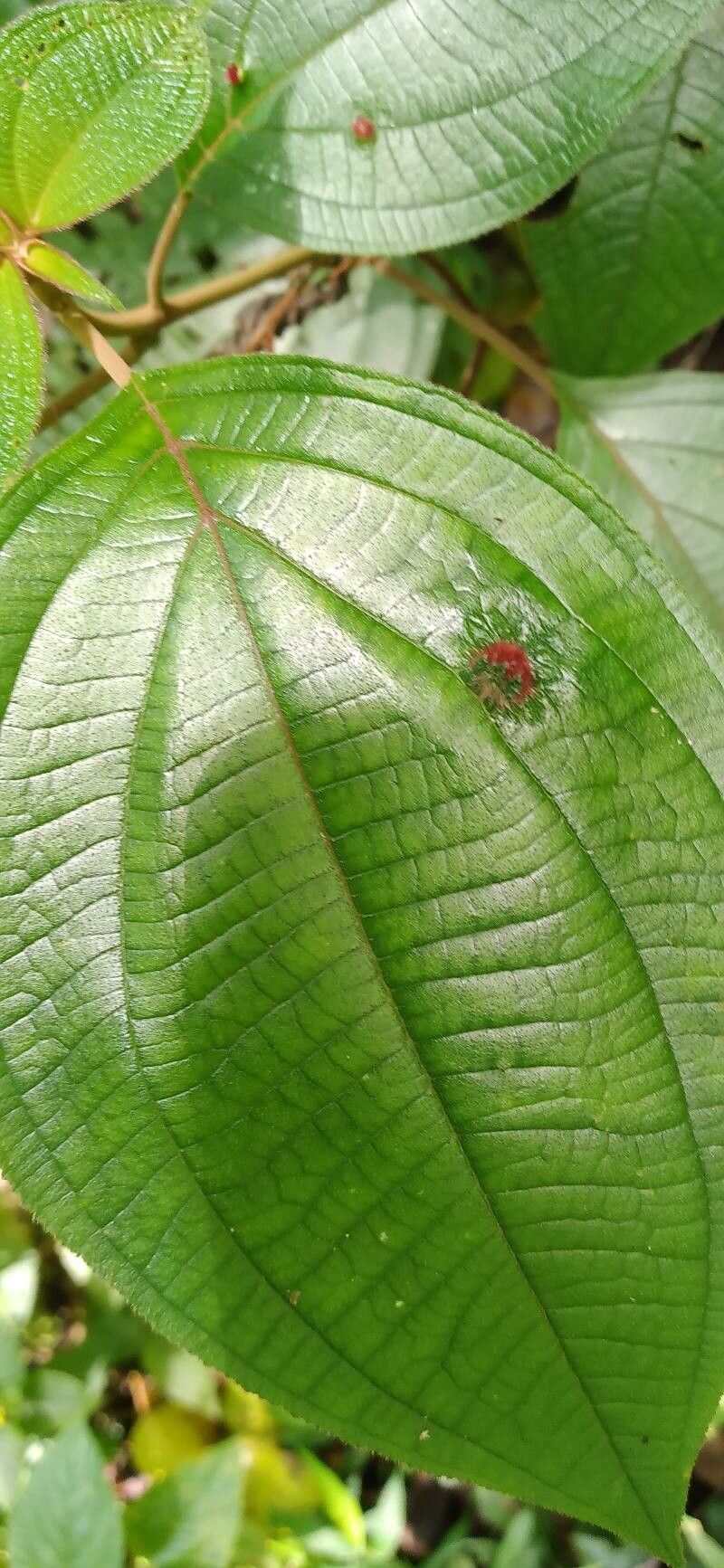 Miconia balansae leaf