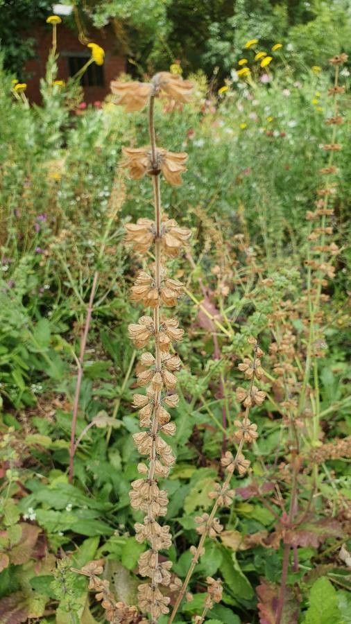 Salvia viridis fruit