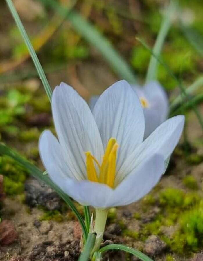 Crocus baytopiorum — houseplant care guide