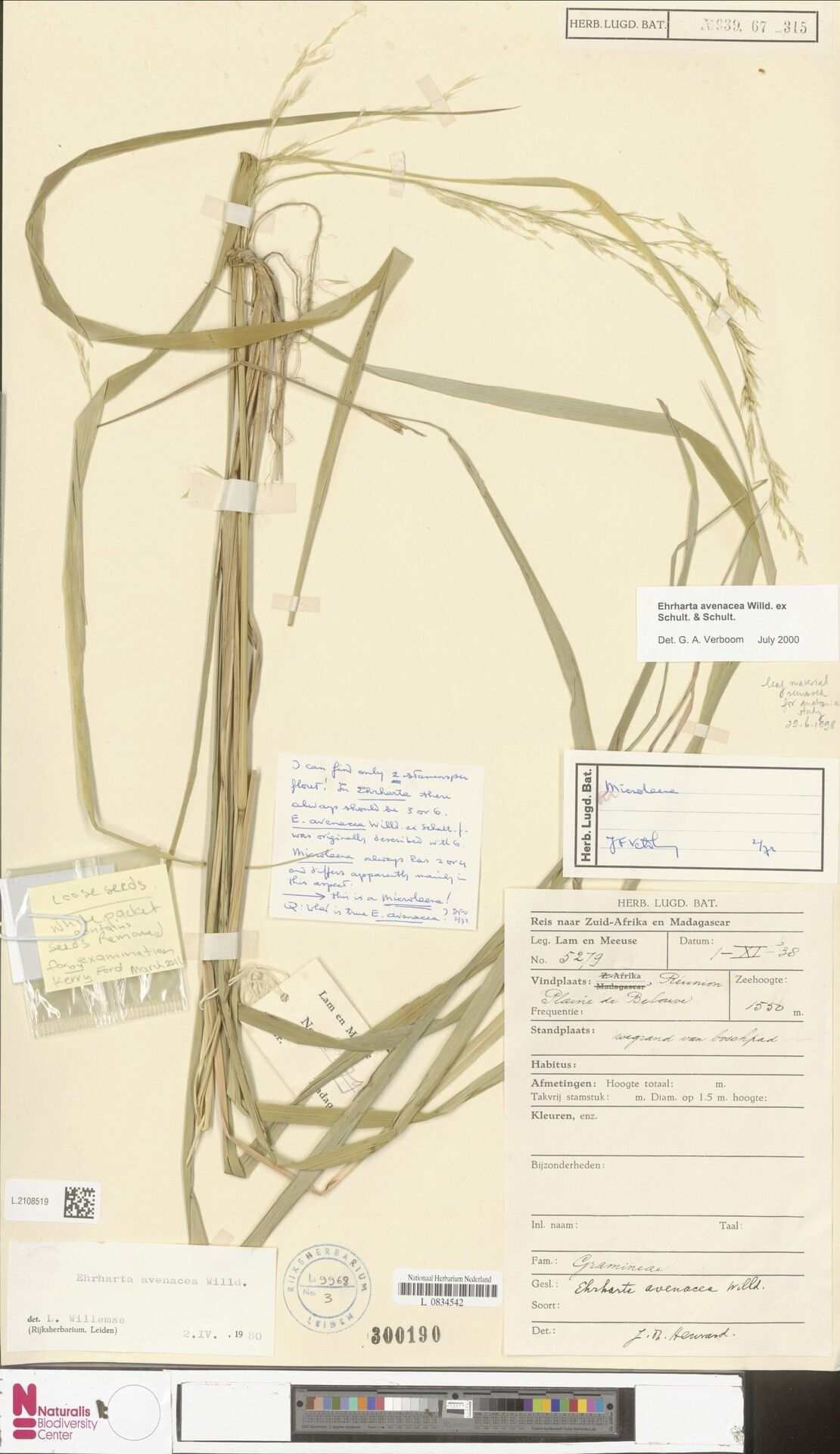 Microlaena connorii — related species from the same genus