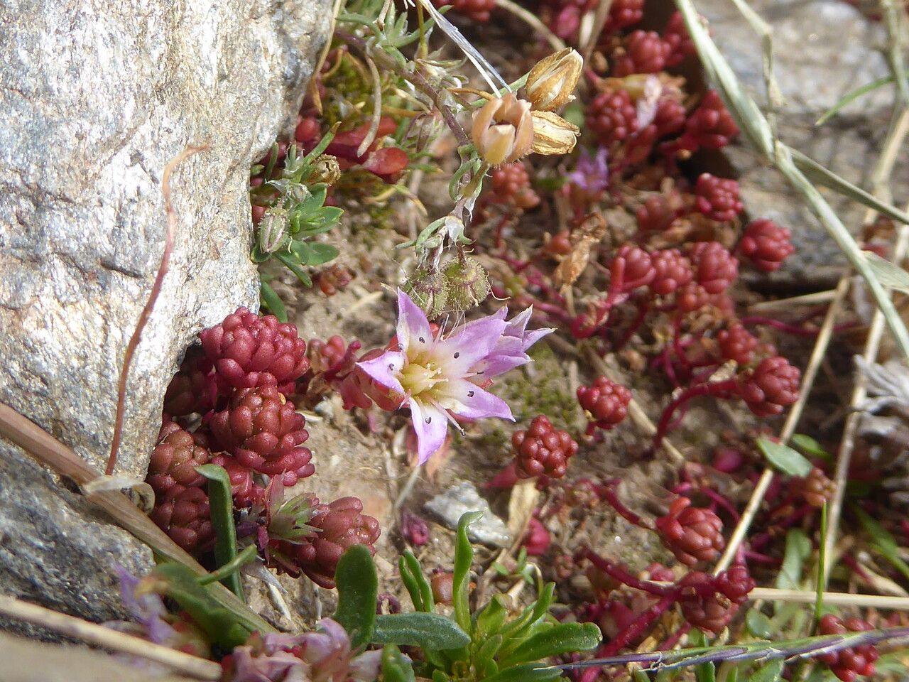 Sedum candollei — houseplant care guide