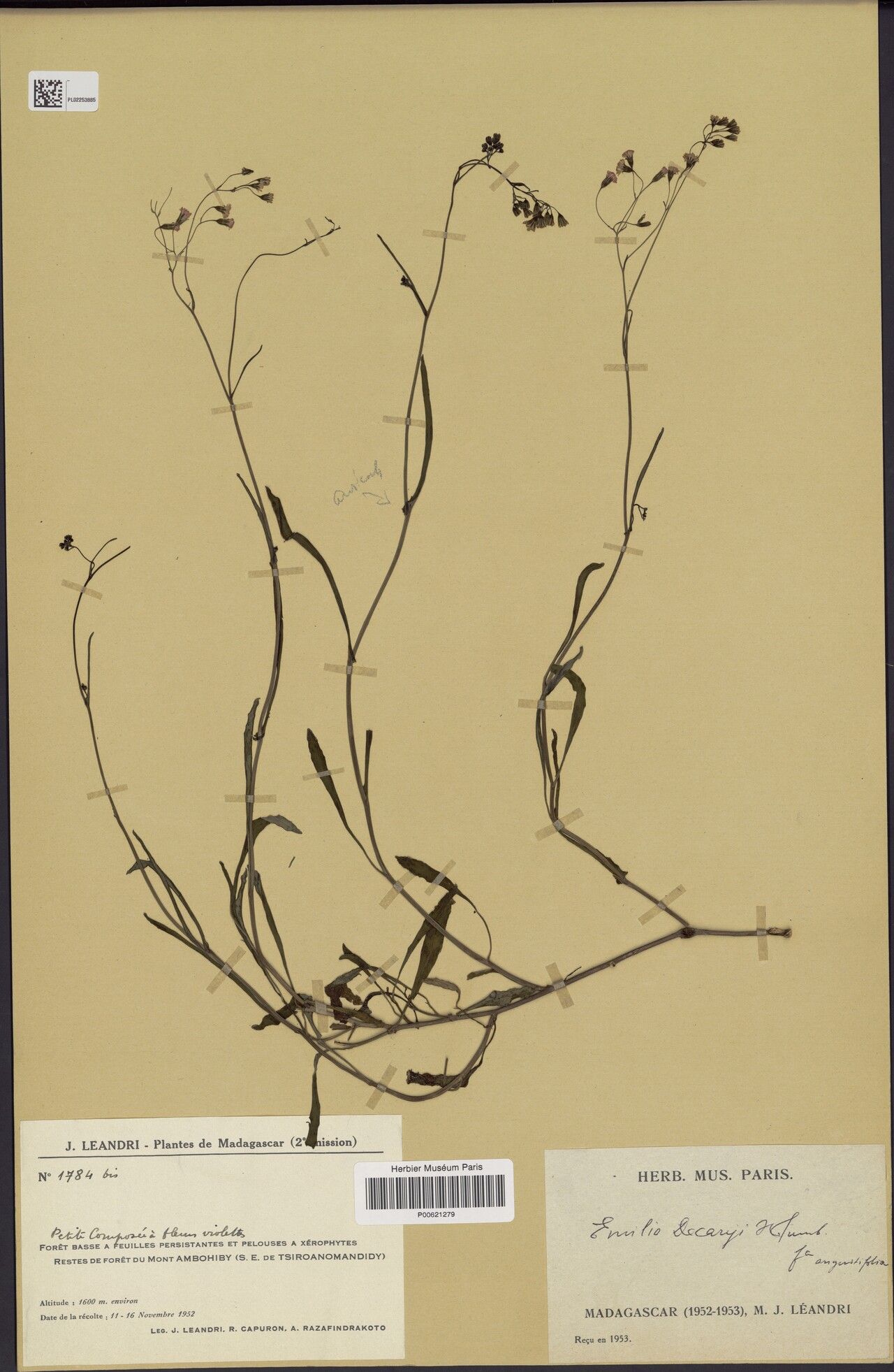 Emilia decaryi — houseplant care guide