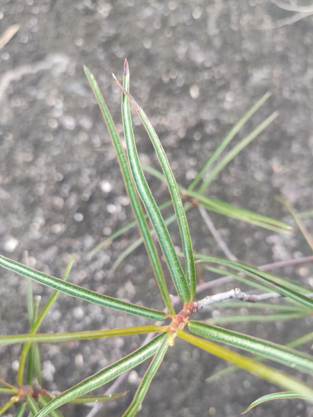 Mandevilla lancifolia — houseplant care guide