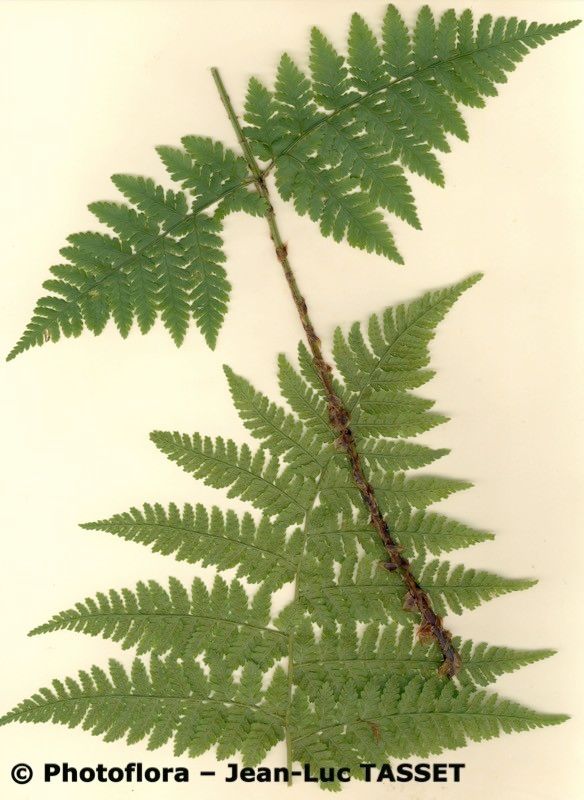 Dryopteris × ambroseae — search result for 'Dryopteris'