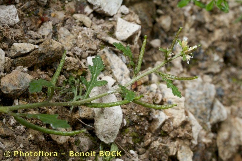 Erucastrum supinum bark