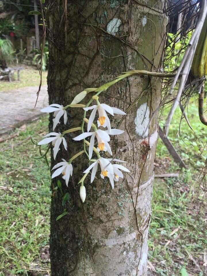 Coelogyne viscosa flower