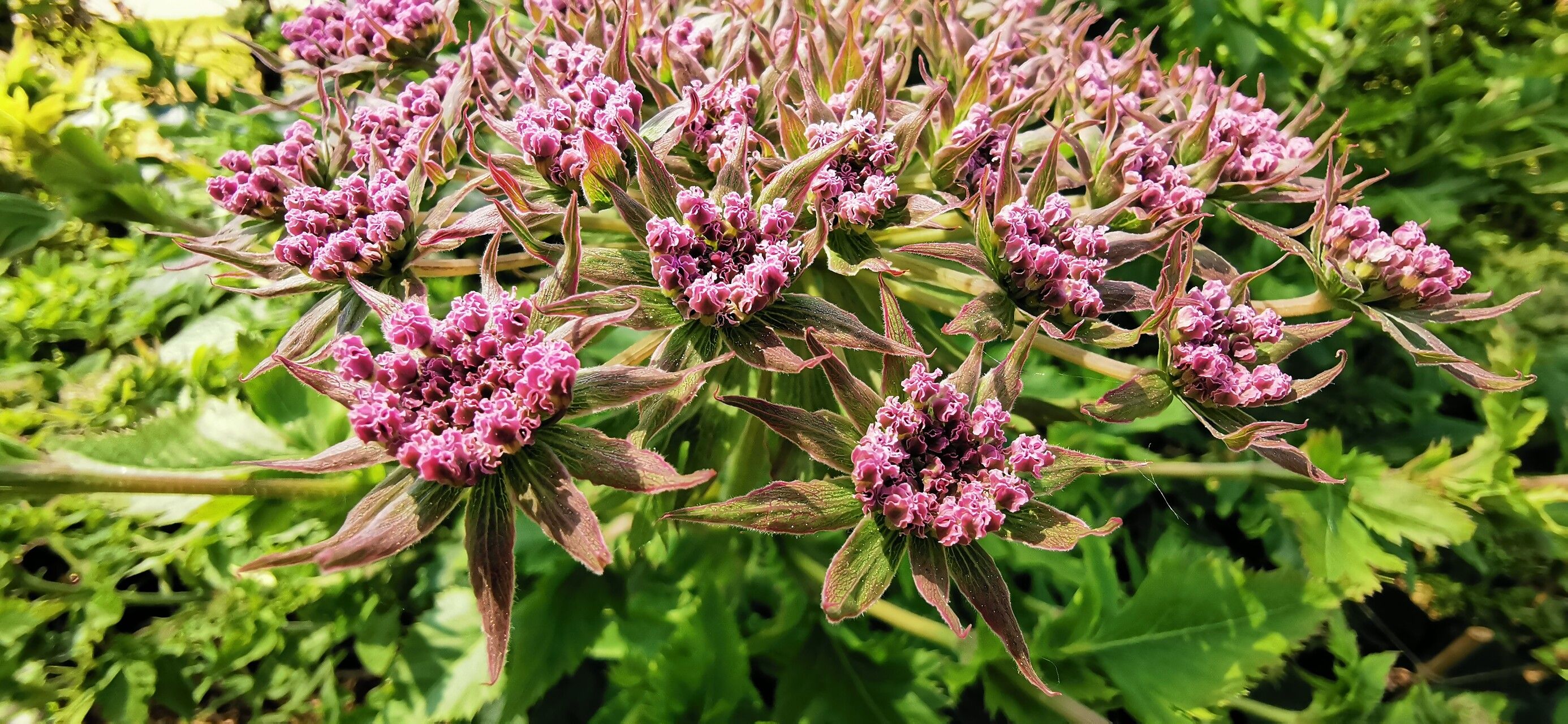 Daucus decipiens flower