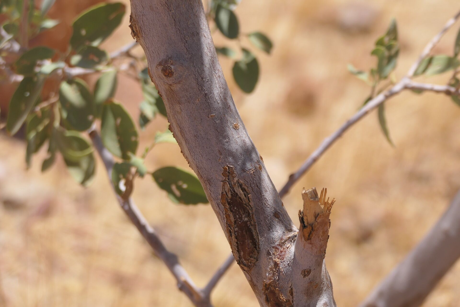 Maerua schinzii bark