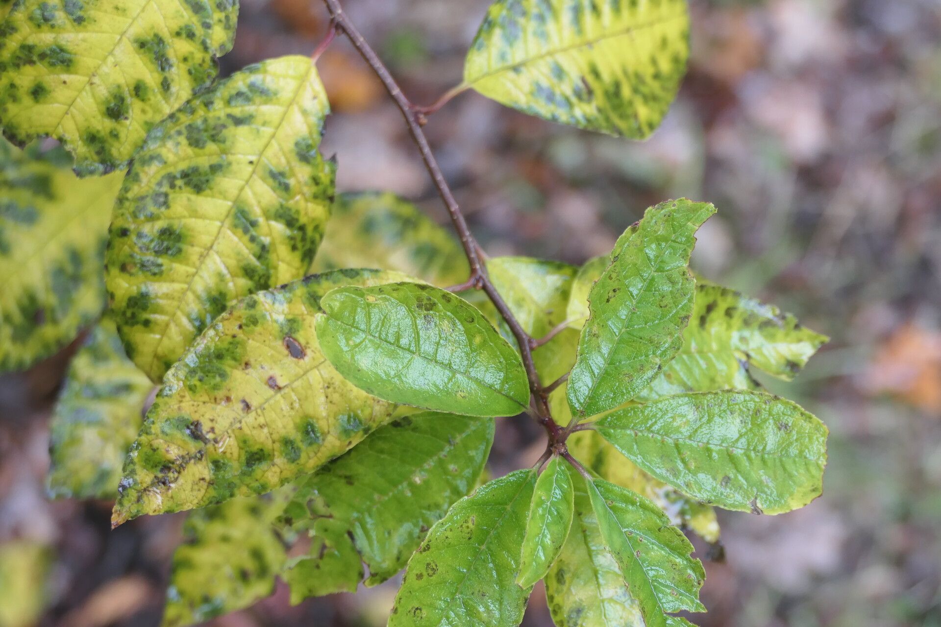 Ilex serrata — search result for 'Ilex'