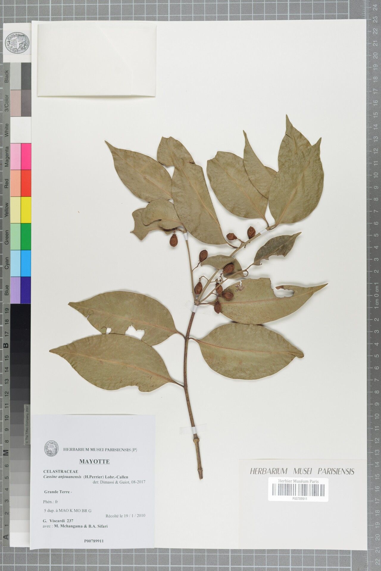 Elaeodendron anjouanense — related species from the same genus