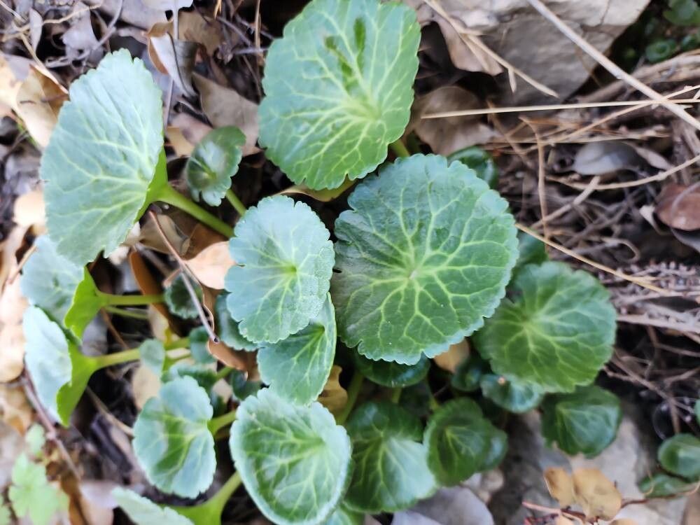 Umbilicus intermedius — houseplant care guide